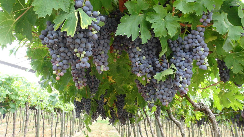 Azienda Agrituristica Corteforte Fumane Εξωτερικό φωτογραφία